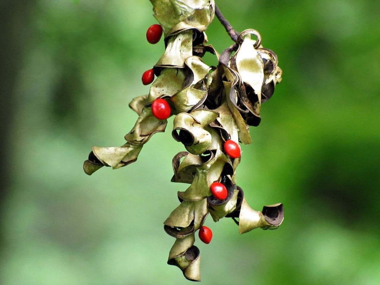 Korallenbaum 5