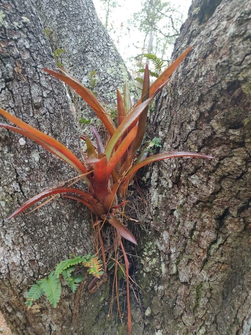 Tillandsia polystachia 2