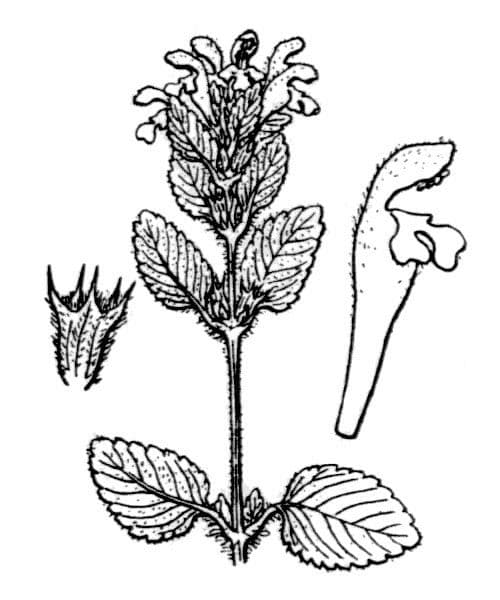 Canapetta pirenaica 16