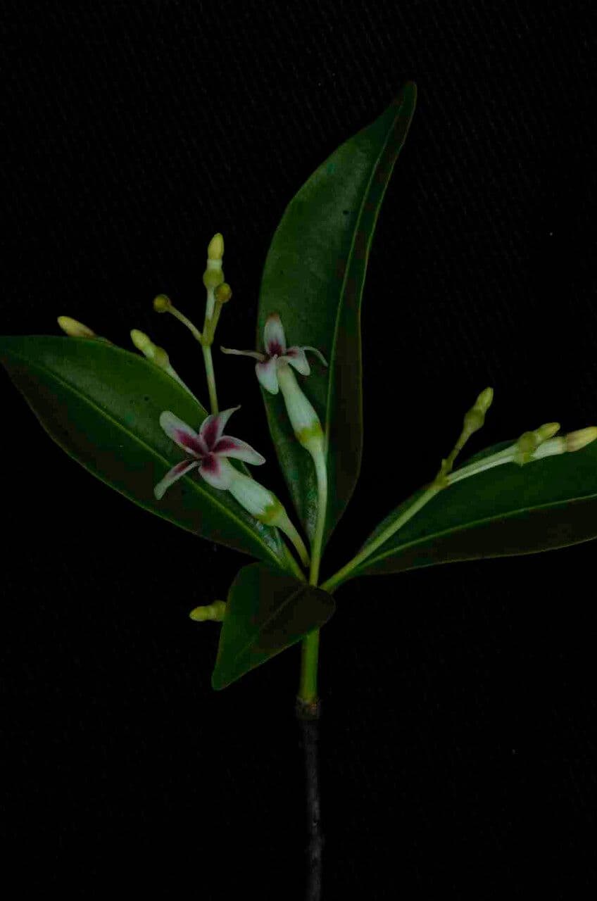 Rauvolfia