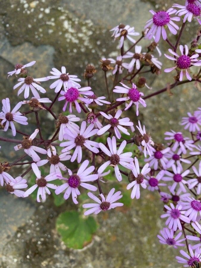 Pericallis 4