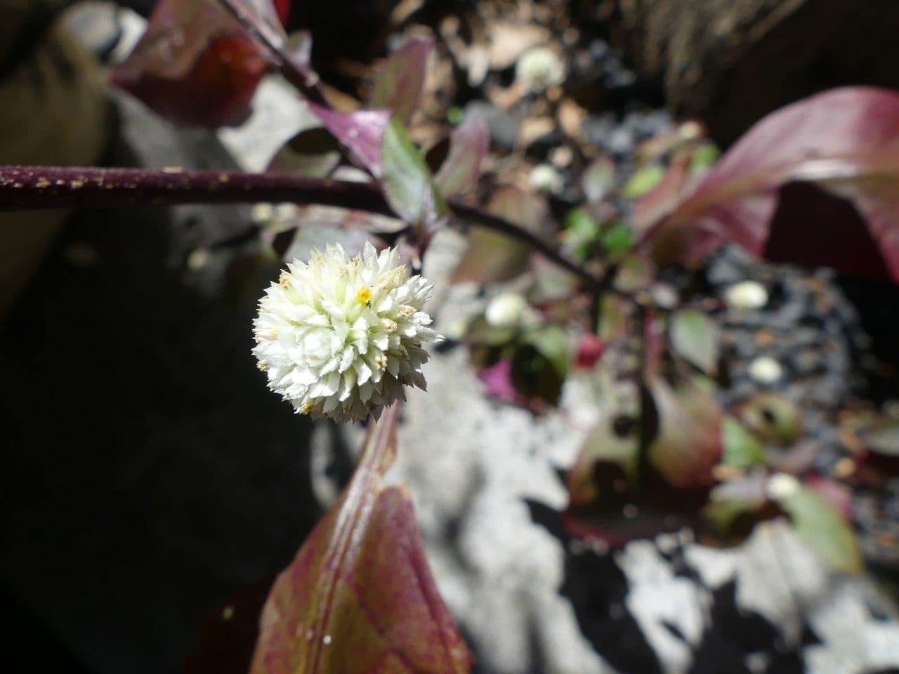Alternanthera Brasiliana 8