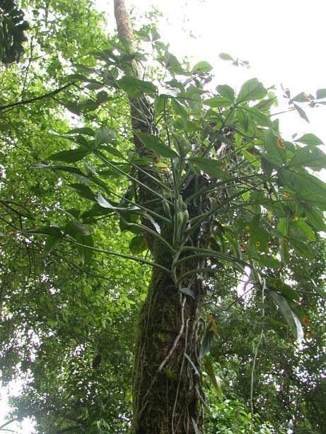 Syngonium 7