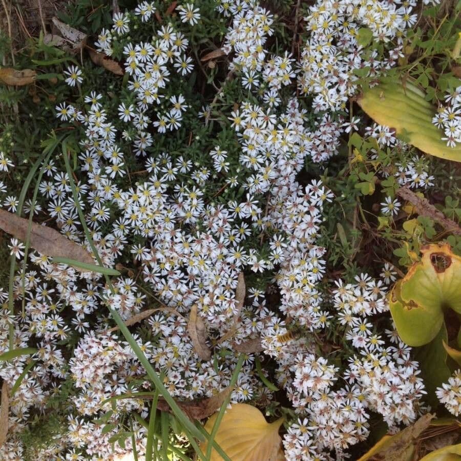 Aster lanceolato 15