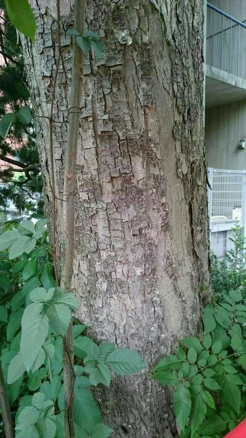Chinesischer Lackbaum 21
