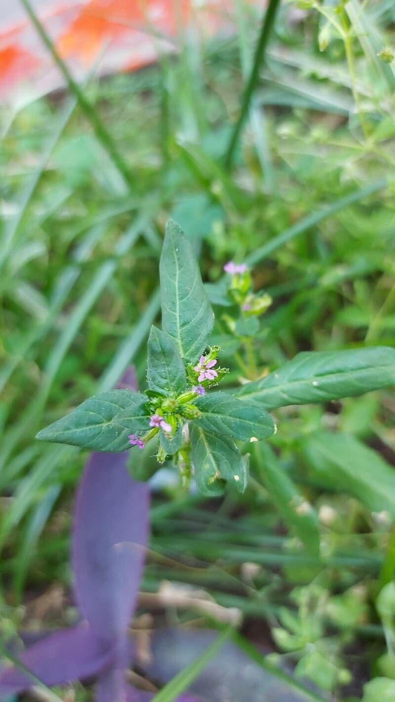 Cuphea 3