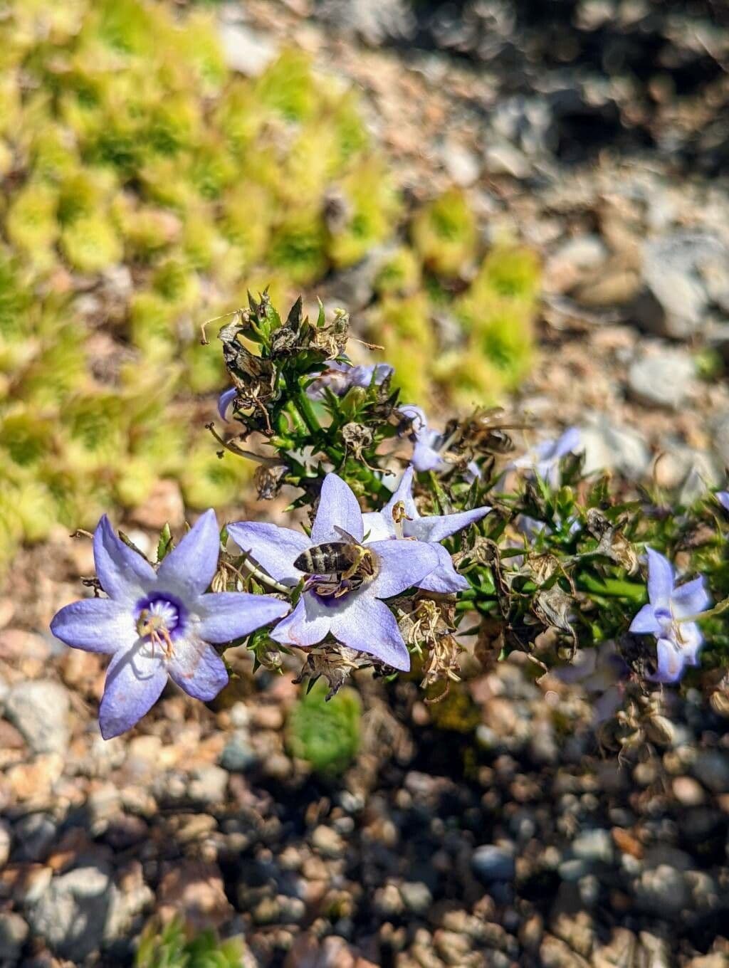 Campanula versicolore 5