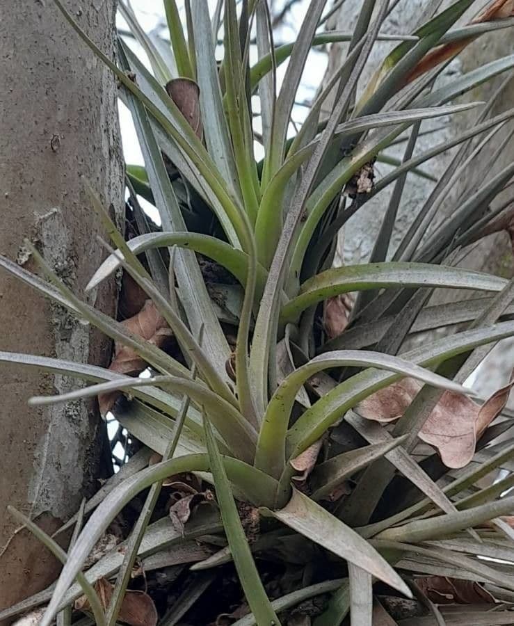 Tillandsia 3
