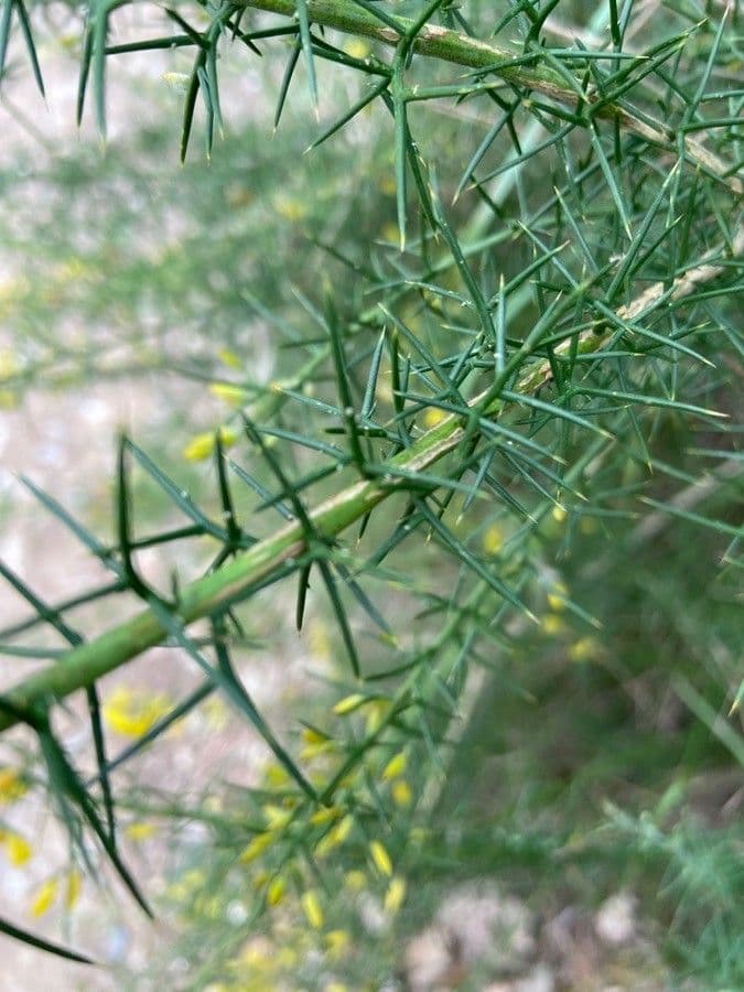 Ginestrone minore 17