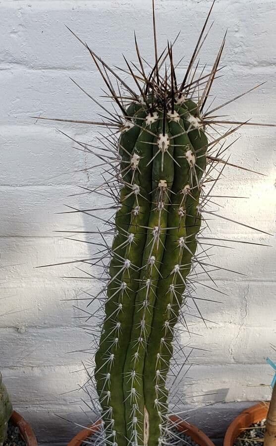 Cactus stuzzicadenti 5