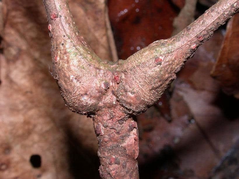 Callichlamys 18