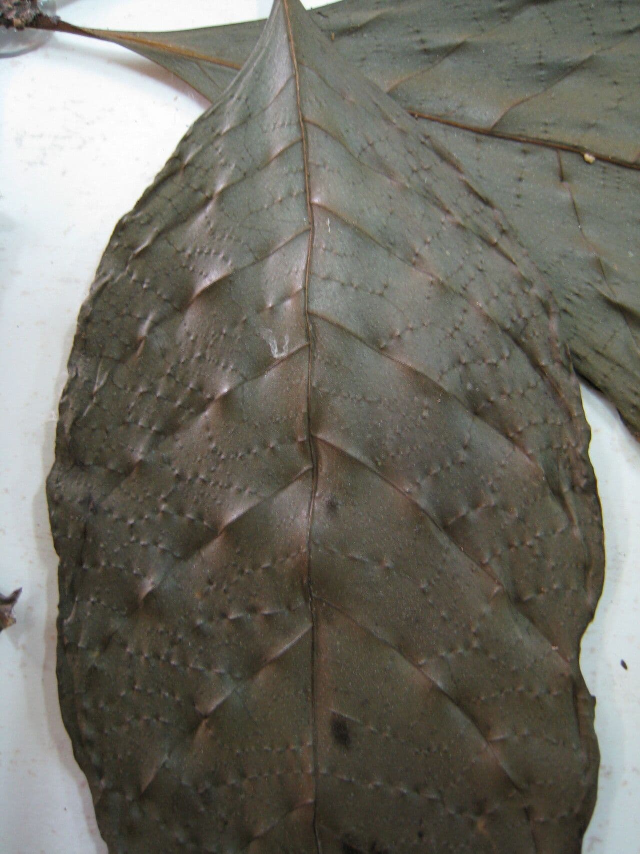 Palicourea croceoides 7