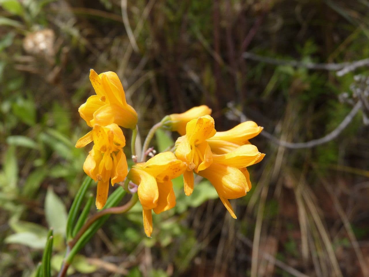 Bomarea boliviana