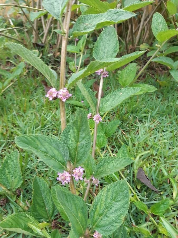 Lippia alba 2