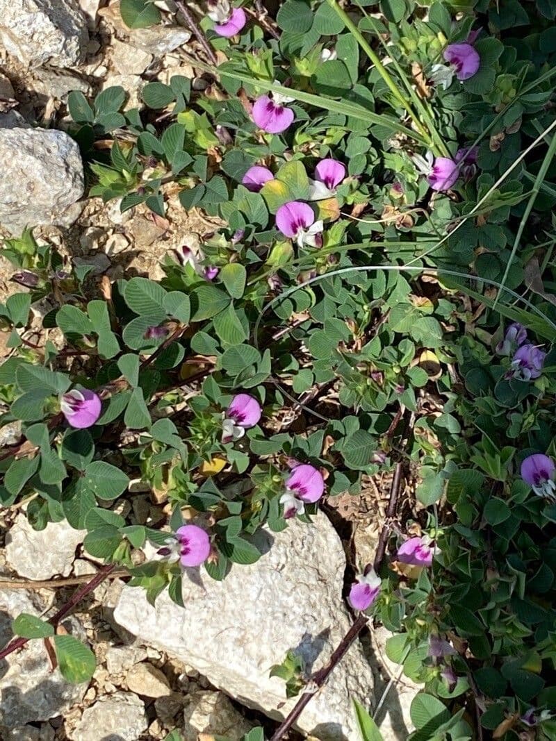 Kummerowia striata 4
