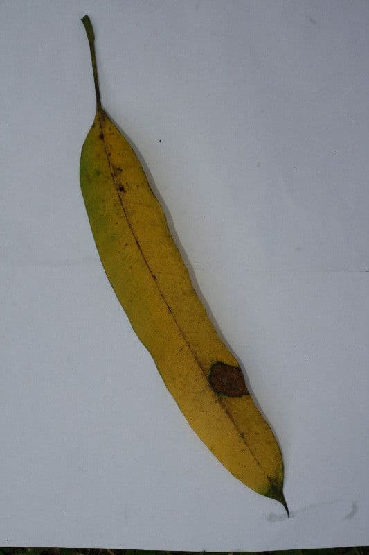 Mango 29