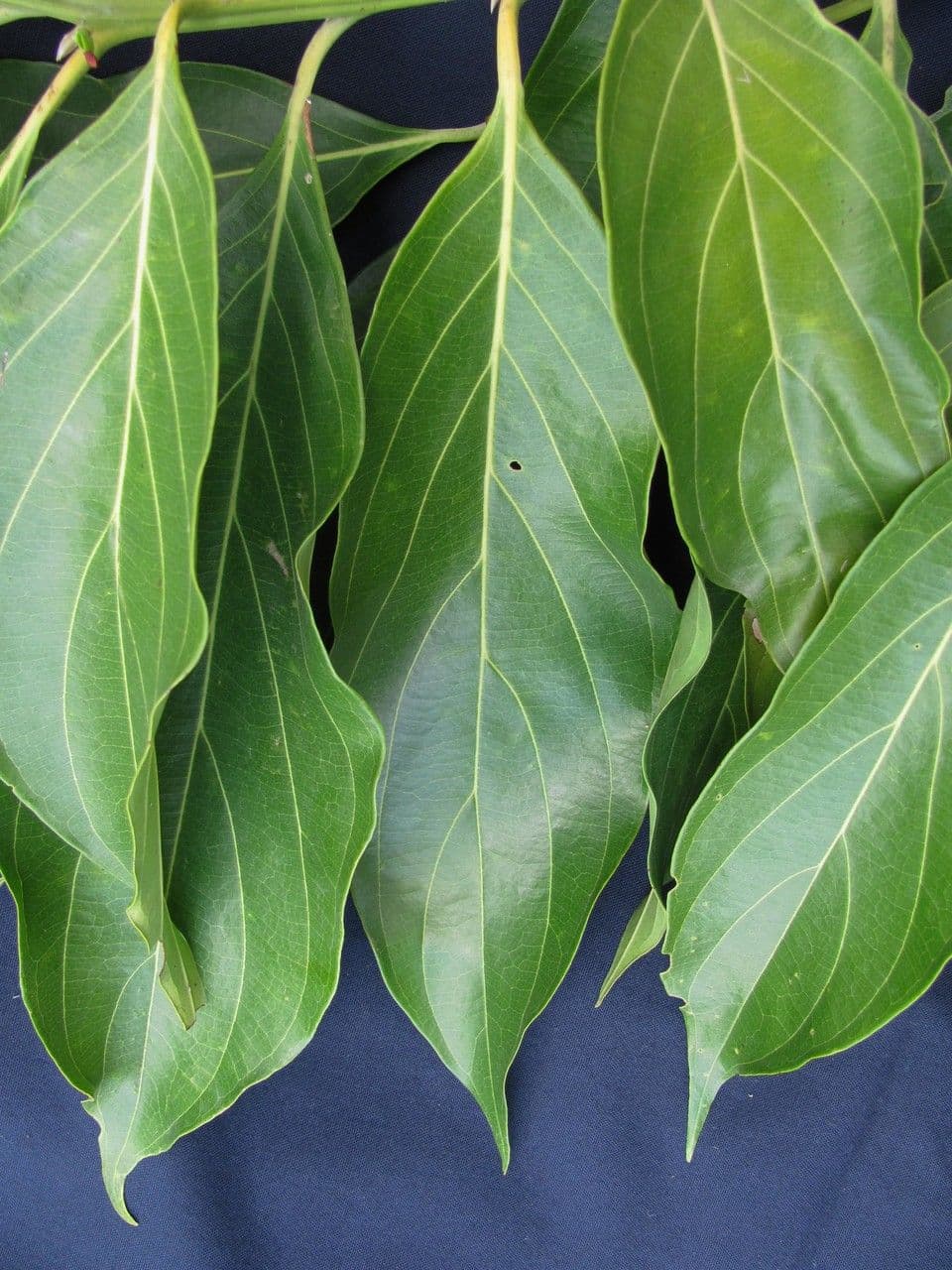 Nectandra 19