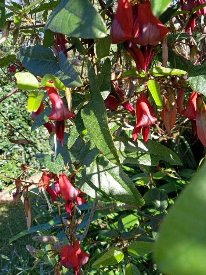 Kennedia rubicunda 5
