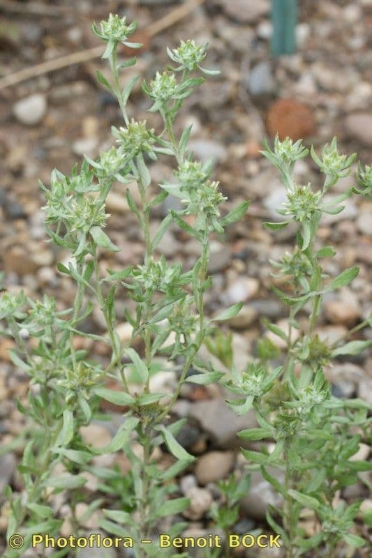 Filago lutea 6