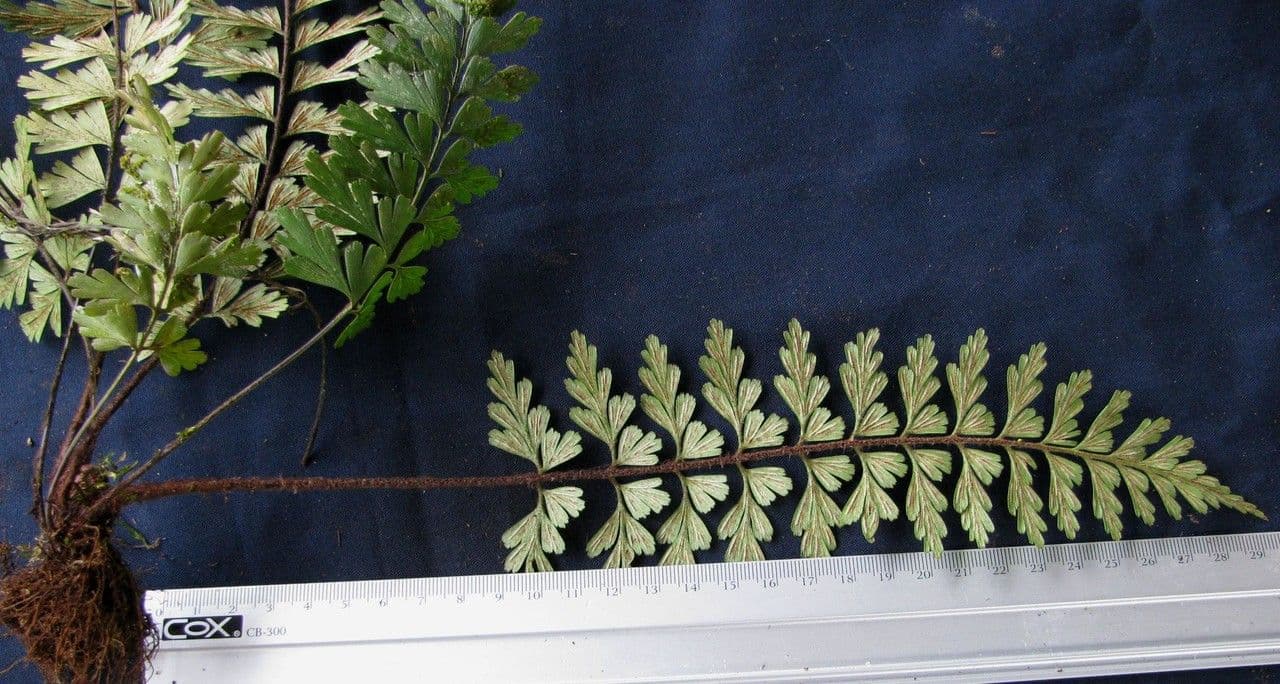 Asplenium praemorsum 11