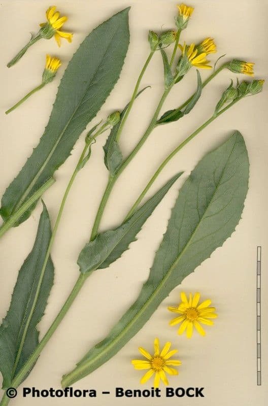 Senecione 8