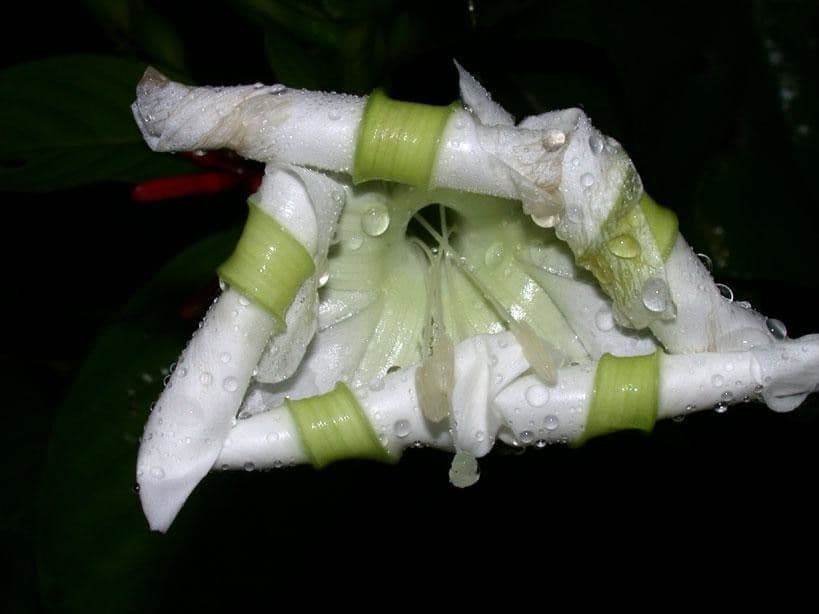 Prunkwinde 2