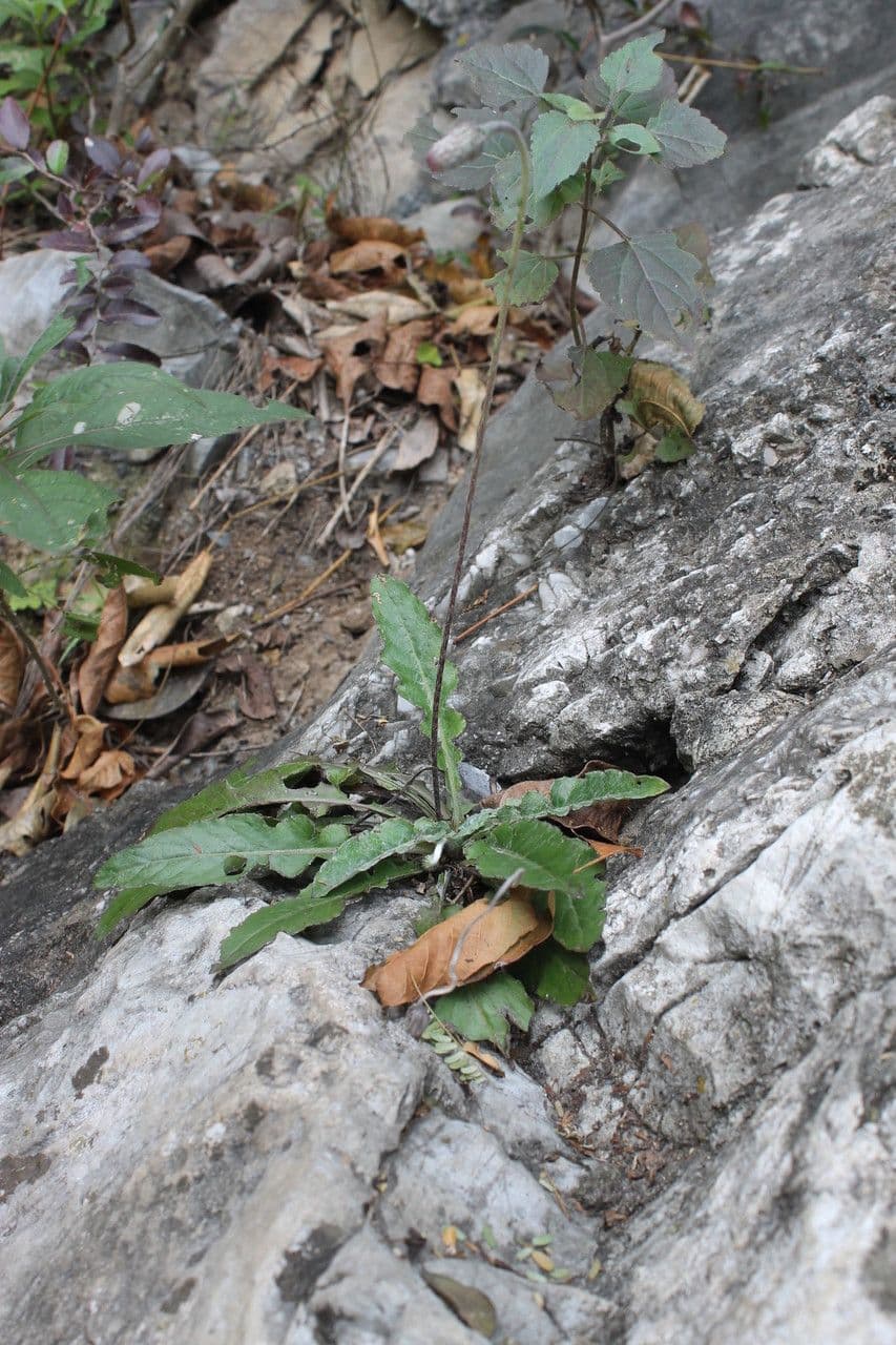Chaptalia texana 7