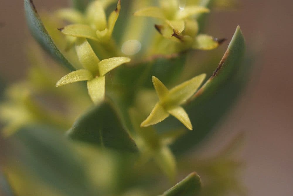 Thymelaea sanamunda 5