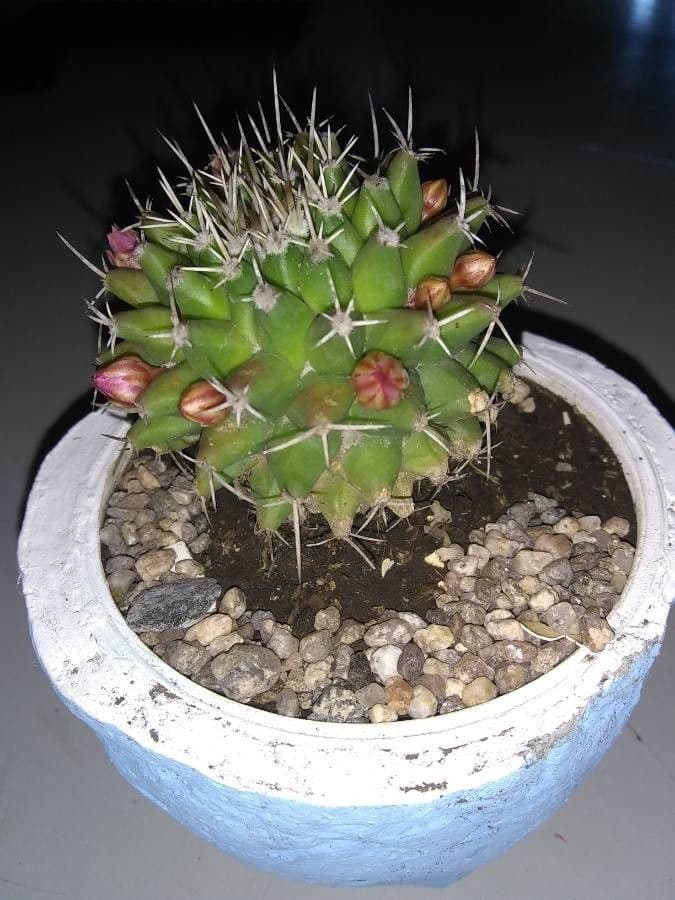 Mammillaria 11