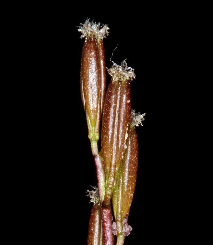 Giuncastrello palustre 5