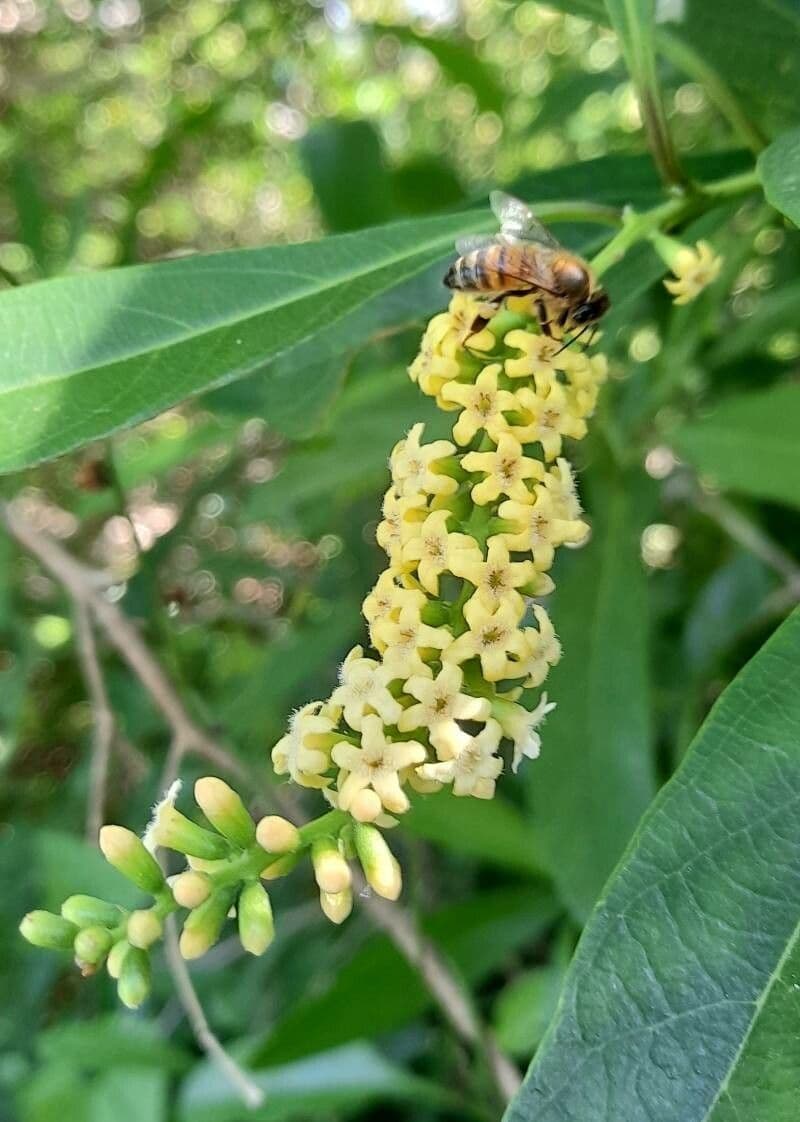 Citharexylum 7
