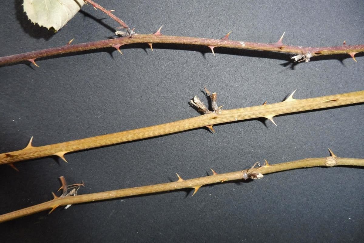 Rovo imbricato 18
