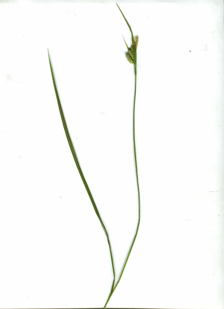 Ostřice bledá 22