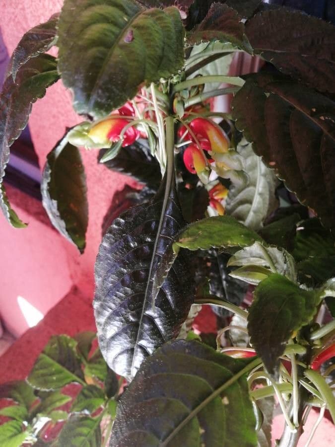 Impatiens 22
