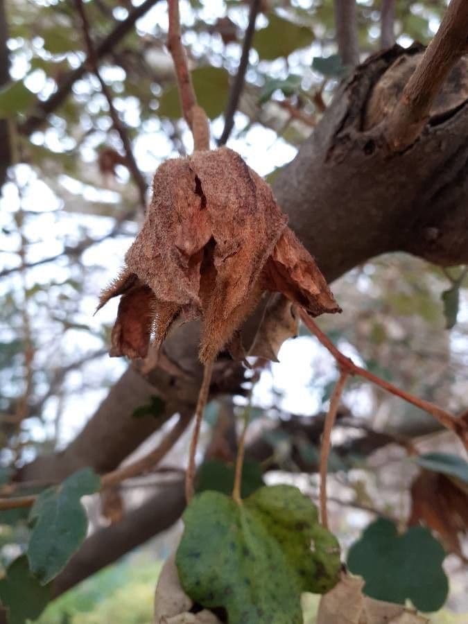 Fremontodendron 2