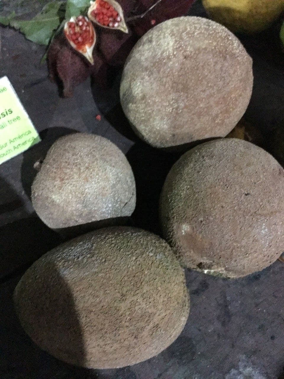 Pouteria 19
