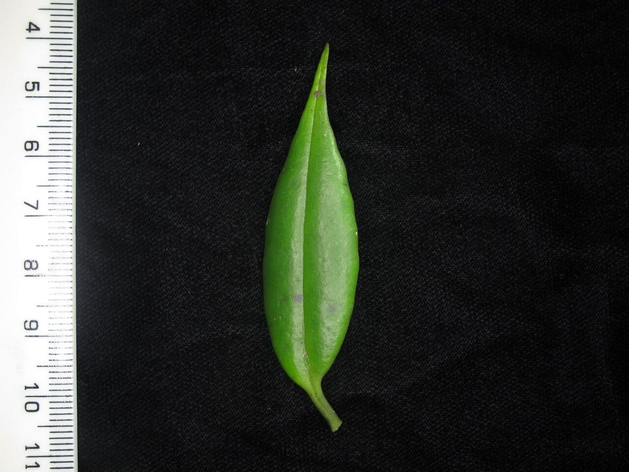 Aeschynanthus 20