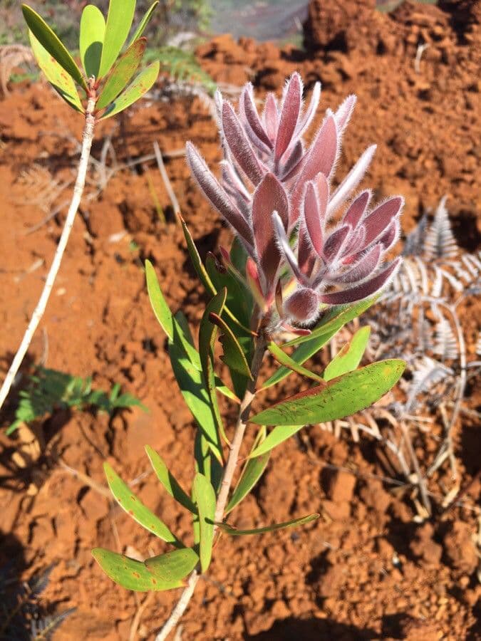 Melaleuca 19