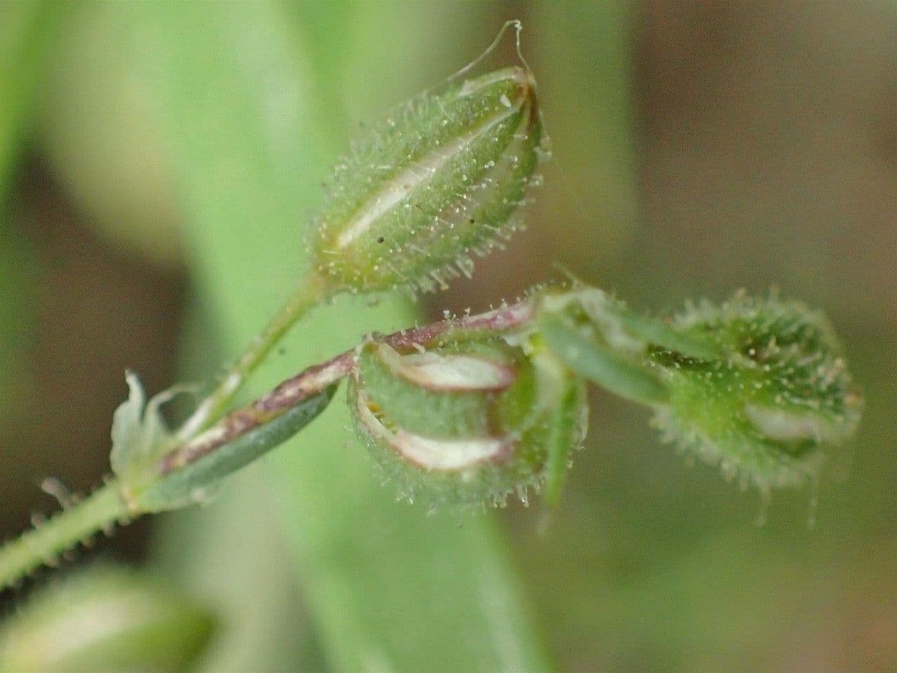 Spergularia comune