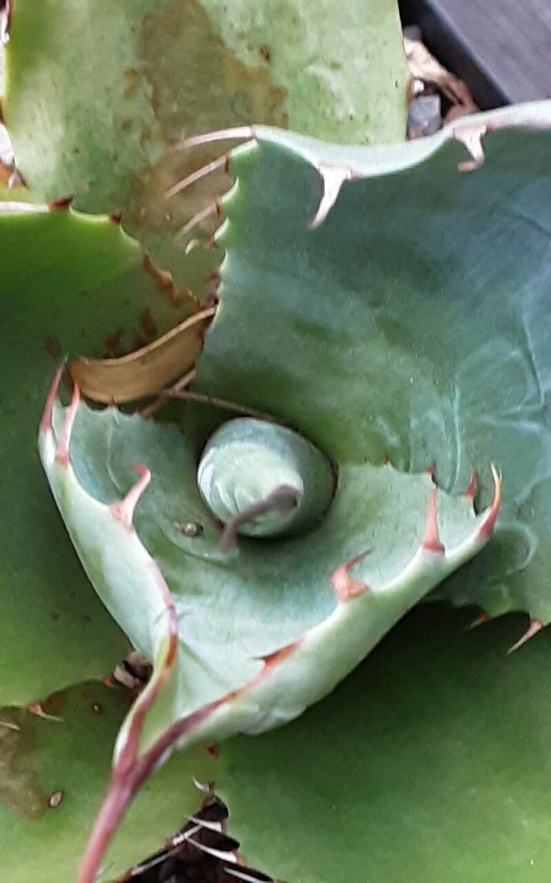 Agave