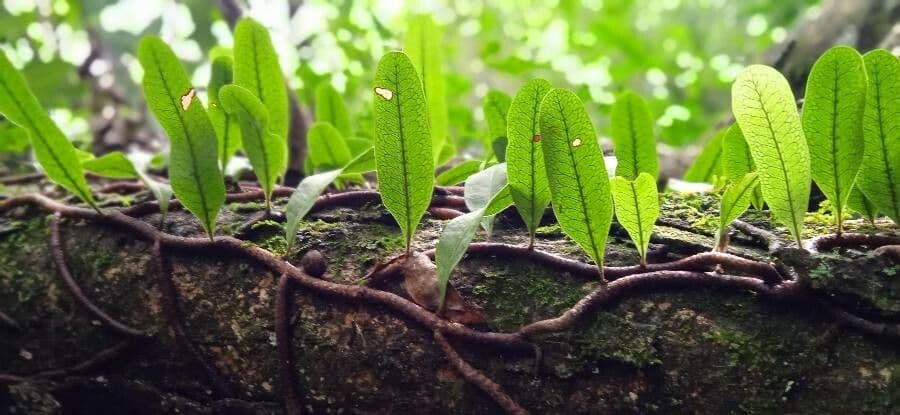 Mikrogramma 5
