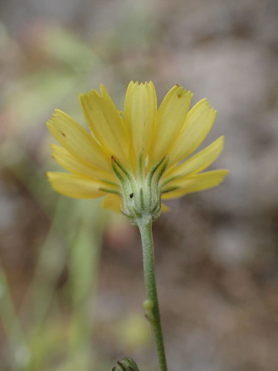 Tolpis laciniata 3