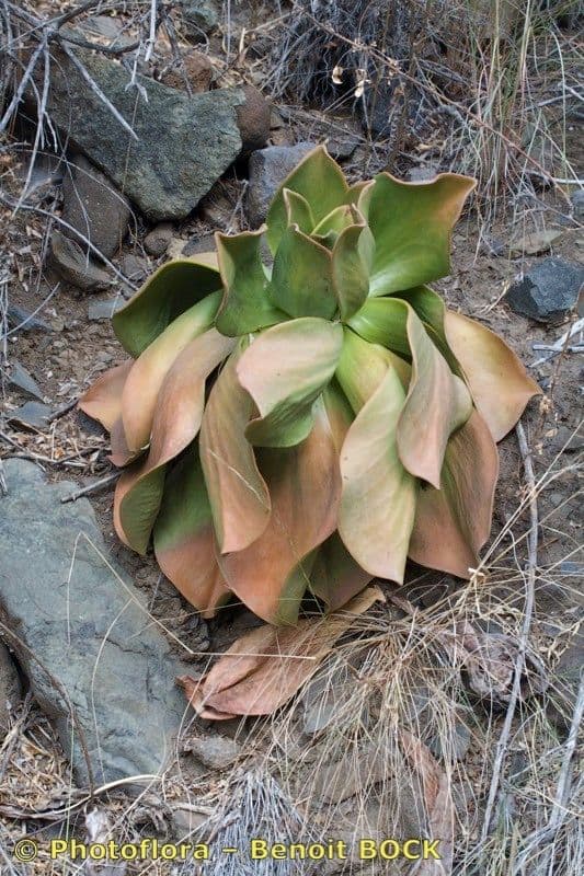 Aeonium nobile 15