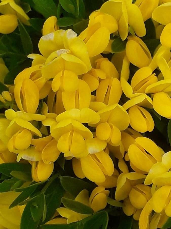 Genista