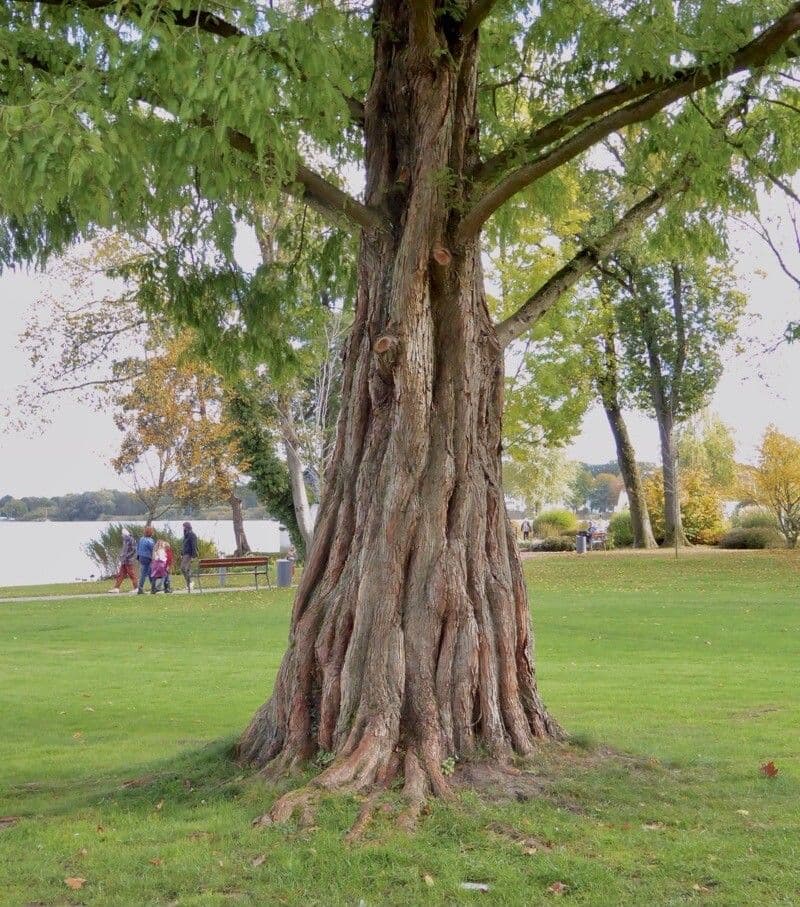 Sequoia della aurora 25
