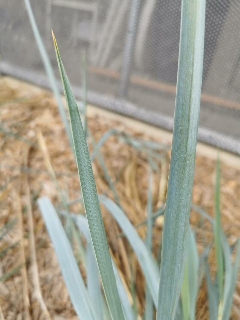 Elimo sabbioso 20