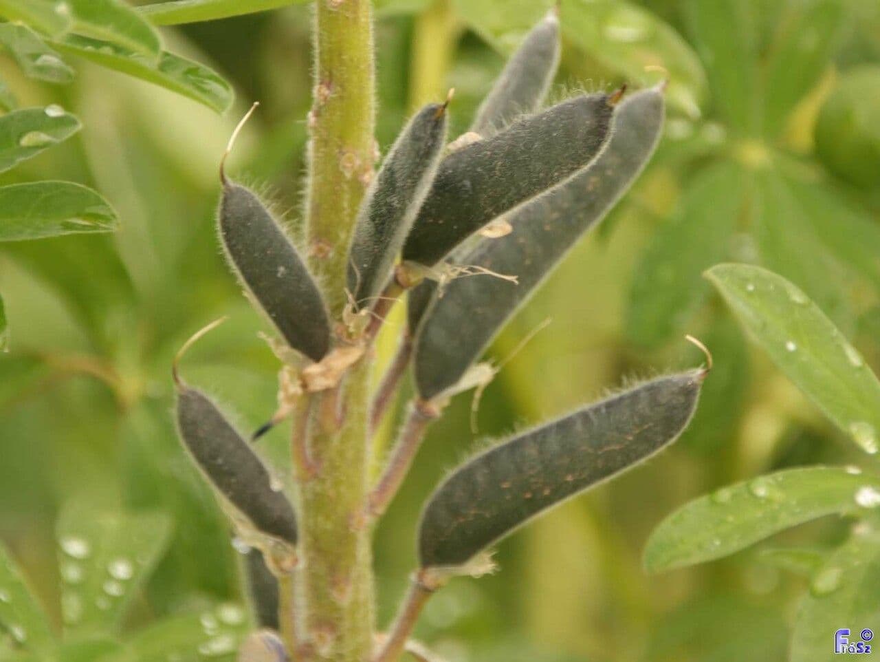 Nootka-Lupine