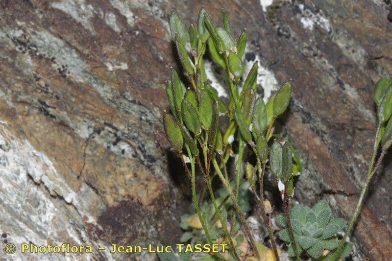 Draba douteuse 4