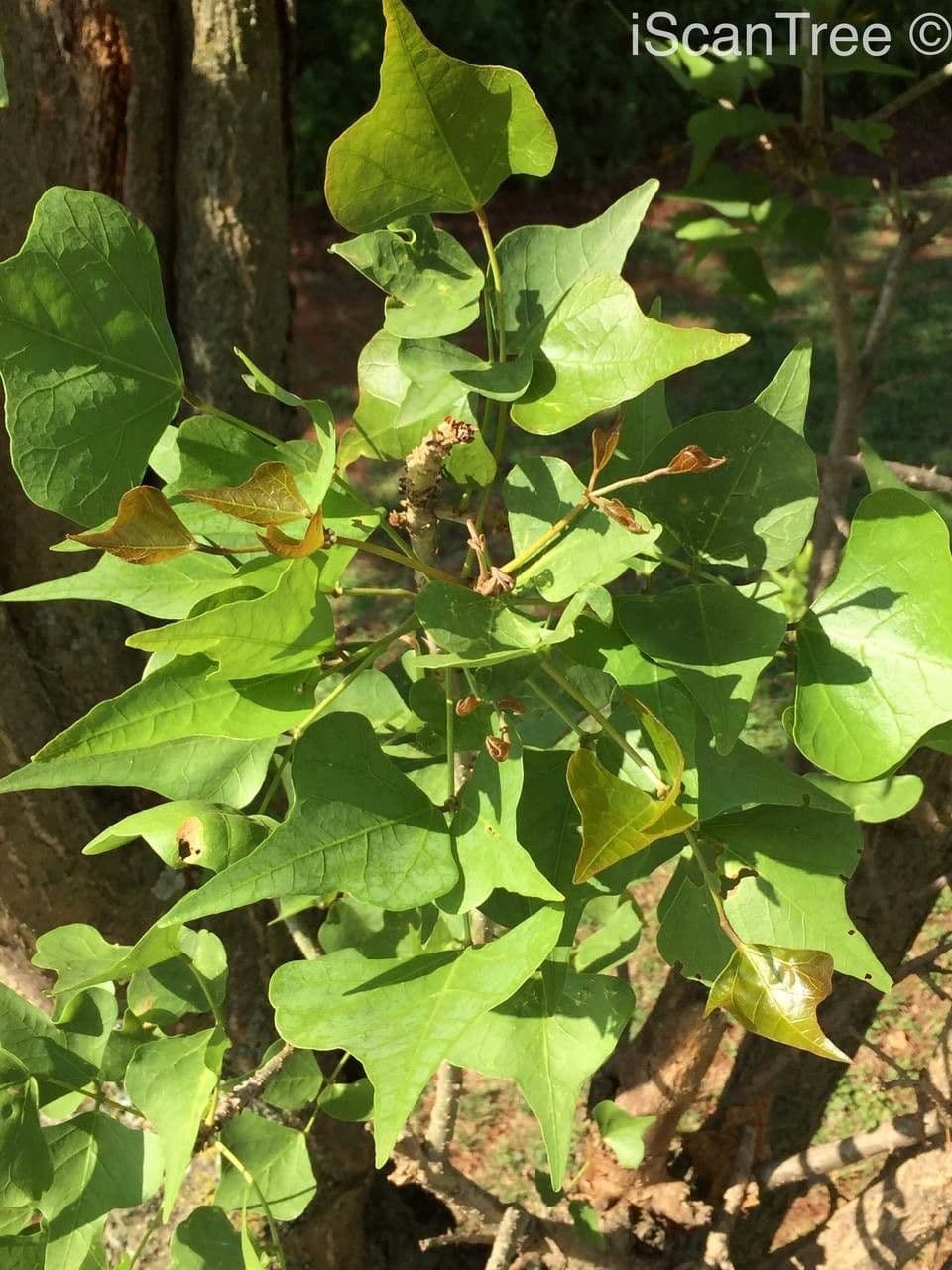 Albero corallo comune 17