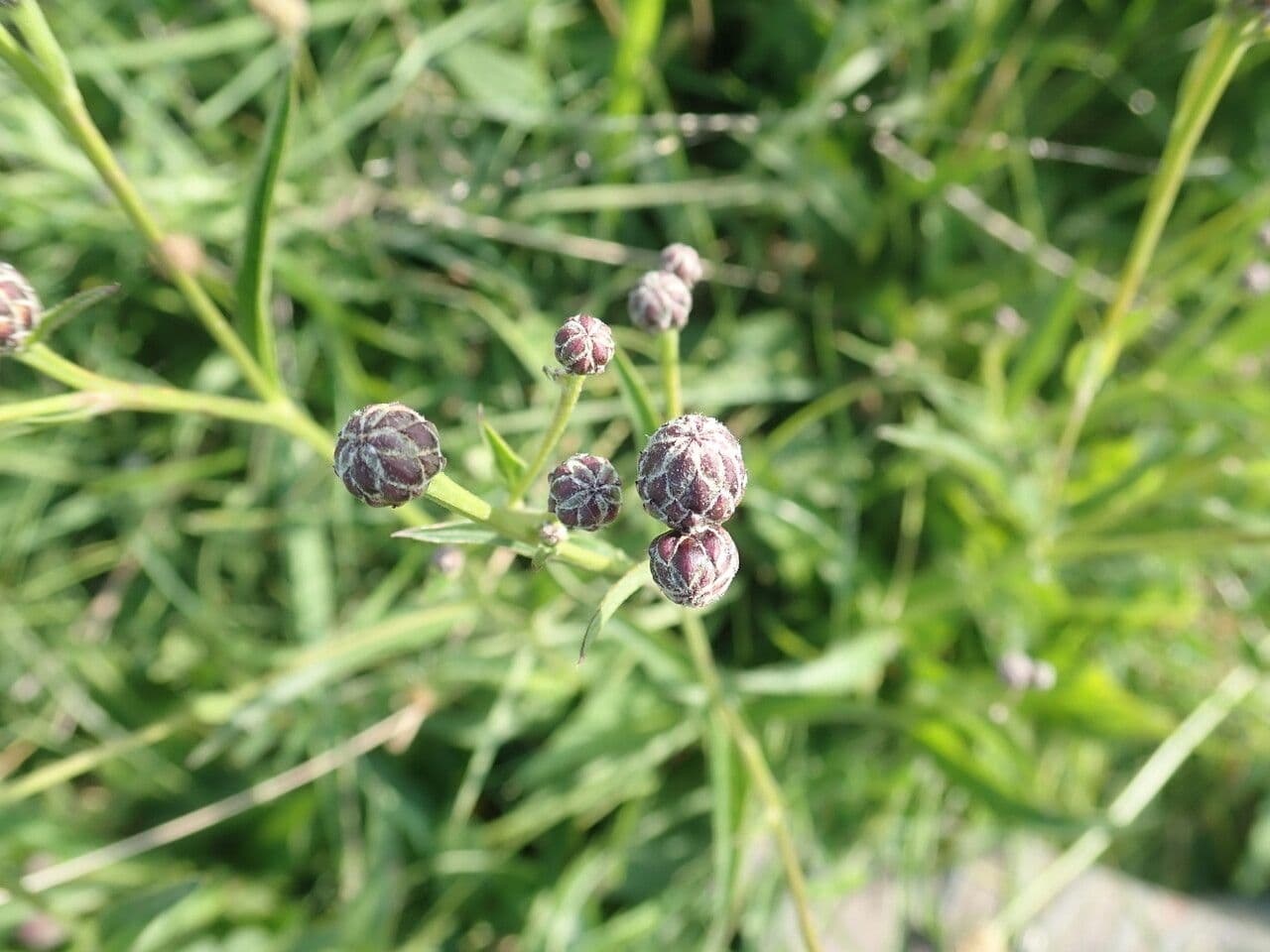 Serratula comune 7